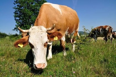 Vache au pâturage