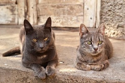Dos gatos cerca de una casa abandonada