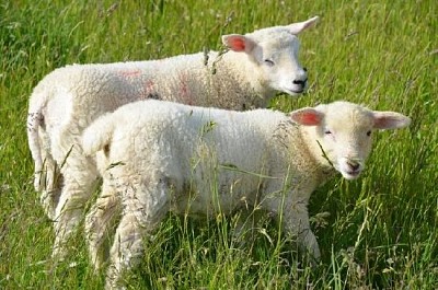 פאזל של כבשים חמודים