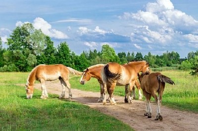 Pferde auf dem Feld