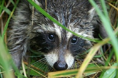 Kleiner Waschbär