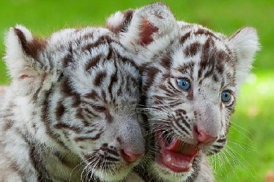 Cachorros de tigre blanco