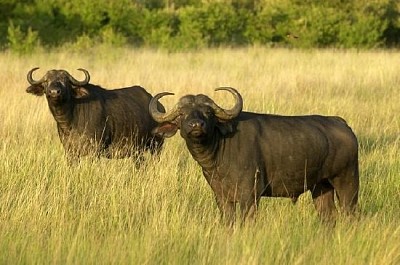 Cape Buffalo