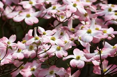 Dogwood em flor rosa