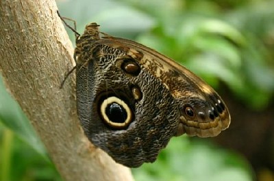 木にとまるフクロウチョウ