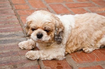 Chien Shih Tzu