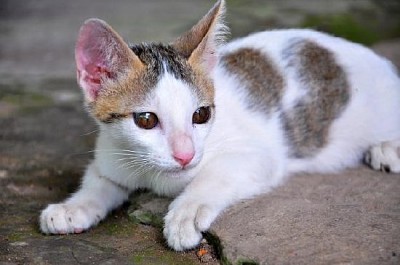 Chat blanc mignon