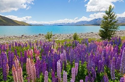 Flores de lupino