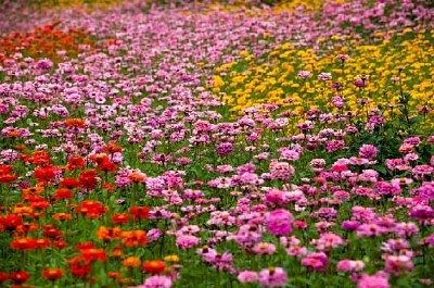 在草地上的花