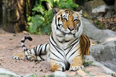 Ein gruseliger Tiger