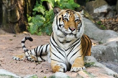 Un tigre effrayant