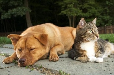 Perro y gato en armonía