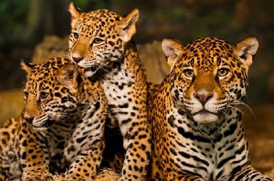 Jaguar Family jigsaw puzzle