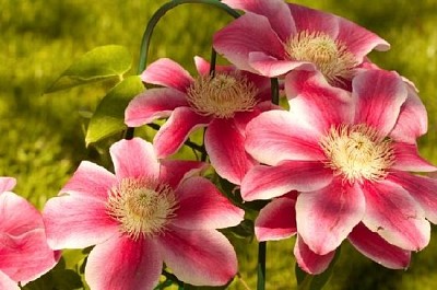 Marie Therese Clematis