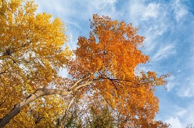 Árboles de colores en otoño