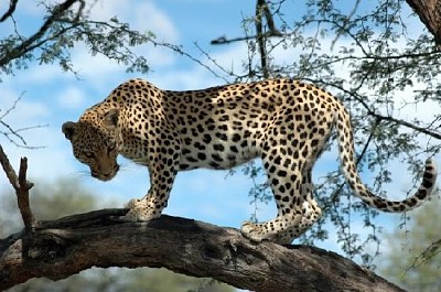 Leopard auf einem Brach