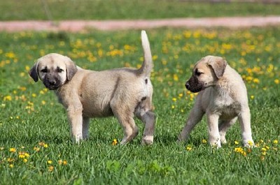 Perros jóvenes kangal