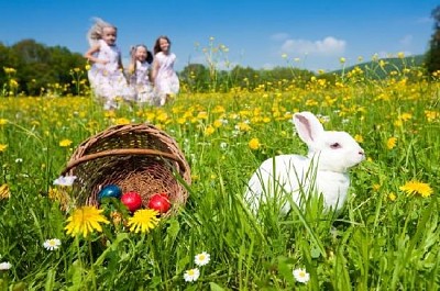 Zajączek wielkanocny oglądający polowanie na jajka