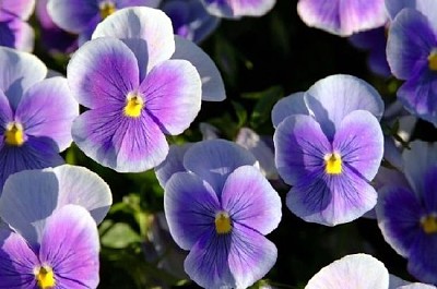 Bright Purple Pansy Flowers