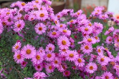 Garden Flowers