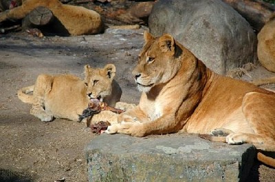 Lions mangeant