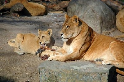 Leões comendo