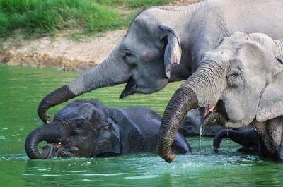 Wild Elephants