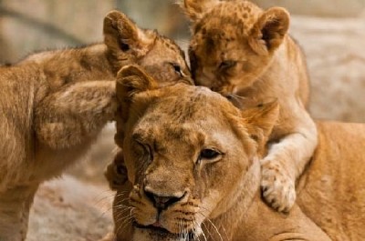 Lions jigsaw puzzle
