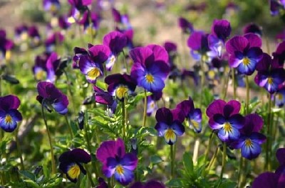 Violetas