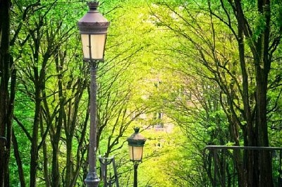 Träd i Montmartre, Paris, Frankrike