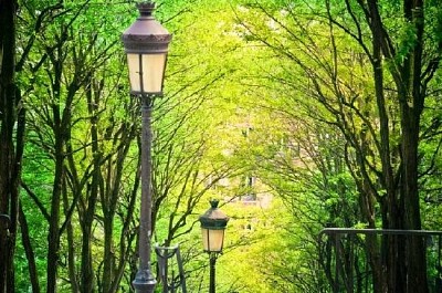 Arbres à Montmartre, Paris, France