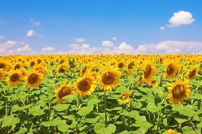 Champ de tournesol