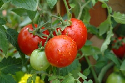 Tomater efter dagg