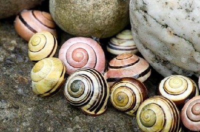 Snail Shells jigsaw puzzle