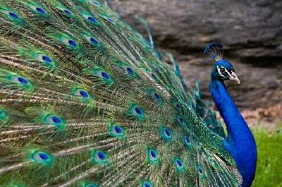 Hermoso pavo real