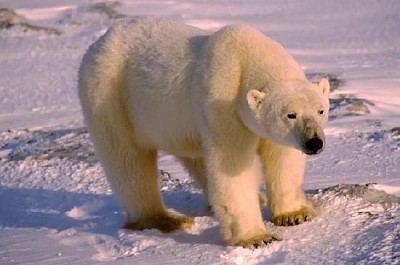 Urso polar