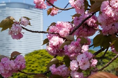 Cherry Blossom in the City jigsaw puzzle