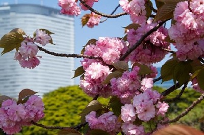 Fleur de cerisier dans la ville