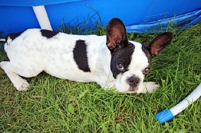 Cachorro de bulldog francés en el jardín