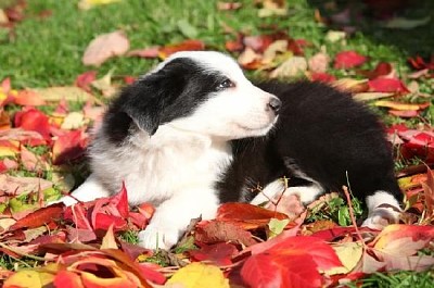 赤い葉に横たわっているボーダーコリーの子犬