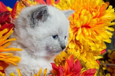 Söt kattunge och blommor