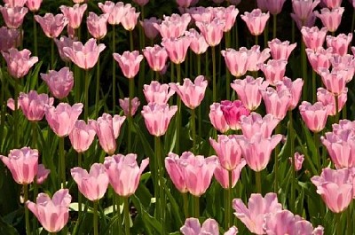 Pink Tulips