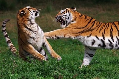 Siberian Tigers Fighting