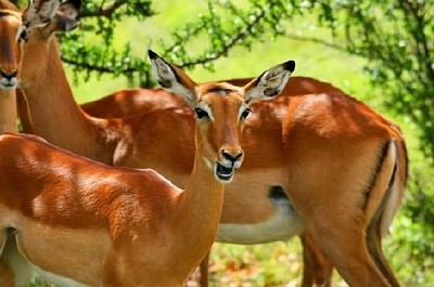 Wilde Antilope