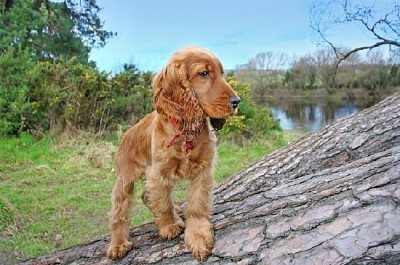 Perro en la naturaleza