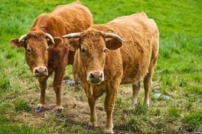 Cows in Field