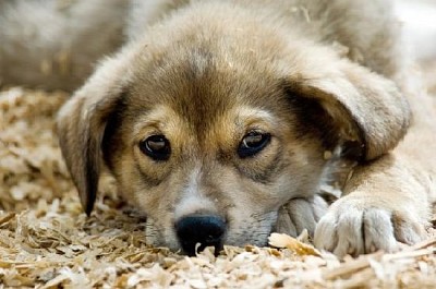 Cucciolo di husky