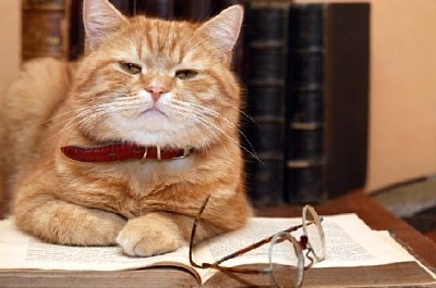 Katze auf einem Tisch
