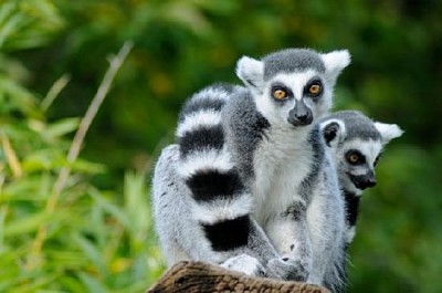 Två ringstjärtad lemur