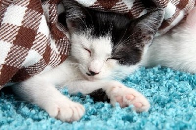 Schlafendes Kätzchen auf blauem Teppich